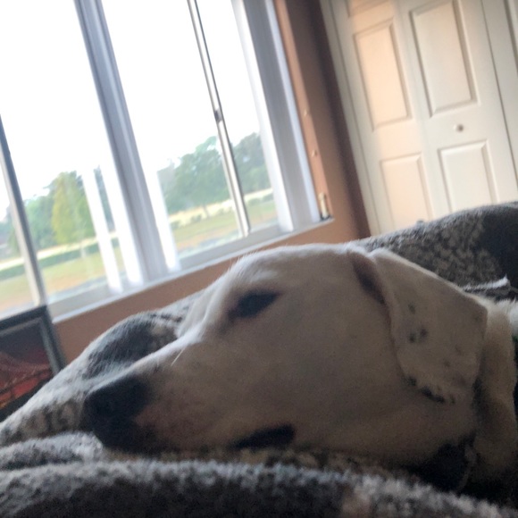 Pet in household - Picture 2 of 6